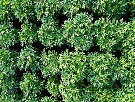 Top view of vibrant green foliage showcasing fresh natural growth outdoors photo