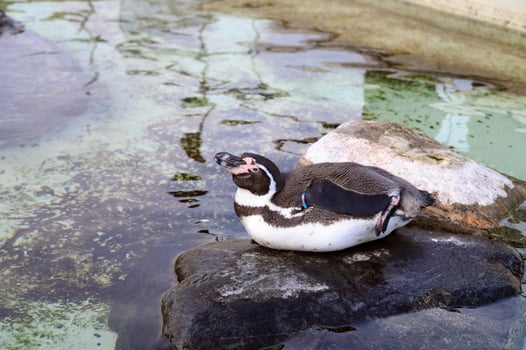 Humboldt or Magellanic penguins Spheniscus in the Copenhagen zoo Kobenhavn 2025 photo