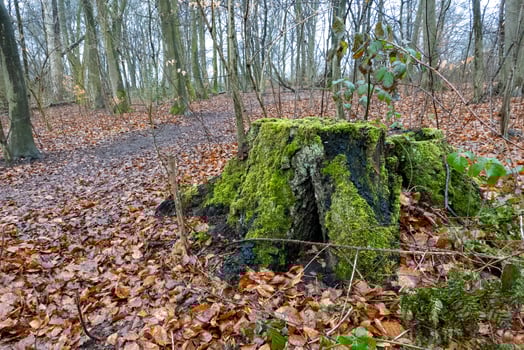 Mossy tree stump decaying in forest covered with fallen leaves photo