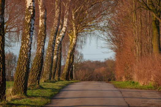 trees at the street photo