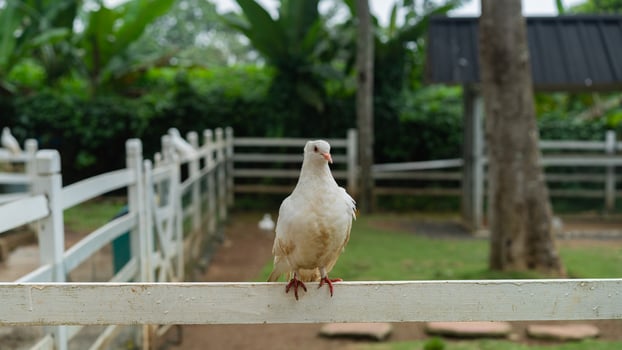 A white bird is standing on a fence photo