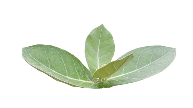 Cut out of the crown flower bud and blossom, on a white background, symbolizing purity and devotion. photo