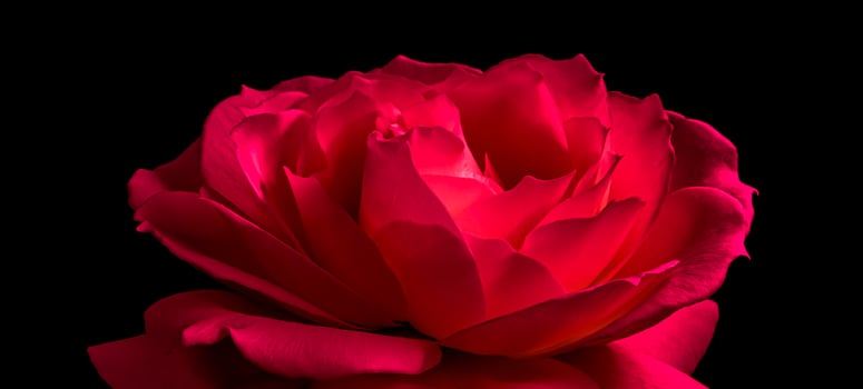 Beautiful red rose isolated on black background. Ideal for greeting cards for birthday, Valentine's Day photo