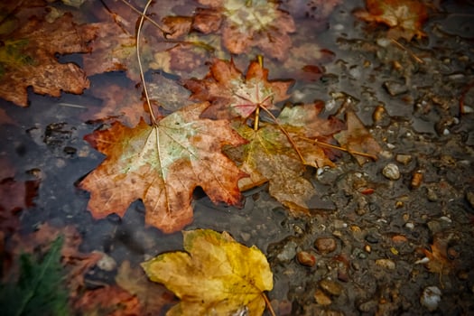 A closeup of wet brown and yellow autumn leaves on the ground photo