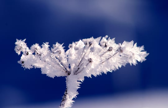 Snow Queen Flower. A branch covered with elegant crystals of frost, reminiscent of a fairy-tale flower that grew in an ice kingdom. photo