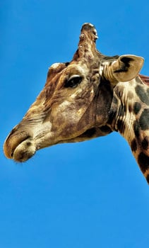 Close-up of a giraffe shot from a low angle, highlighting long neck and spotted coat. The animal stands out against a blue sky background. photo