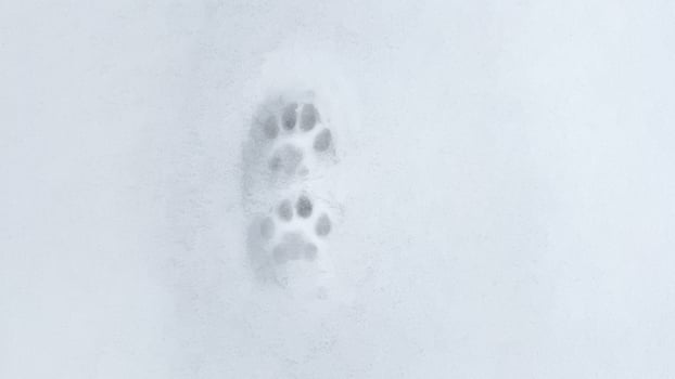 Interesting abstract white background with footprints of a cat or dog paws on the snow. photo