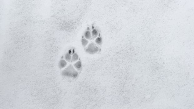 Interesting abstract white background with footprints of a cat or dog paws on the snow. photo