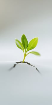 Breaking through. Young green plant emerging from cracked surface in high resolution photo