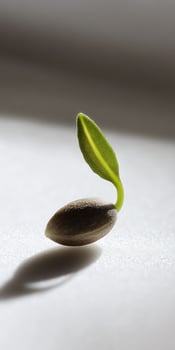 Tiny seed with green sprout on white surface. Growth and potential concept photo