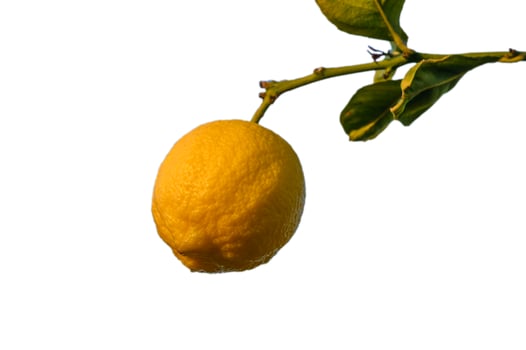 Fresh lemon hanging on a vibrant green branch in bright sunlight photo