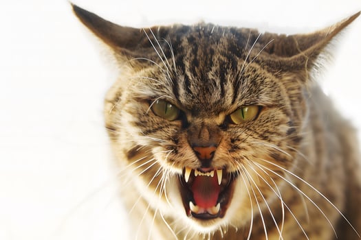 Angry Cat Hissing with Bared Teeth - Isolated Close-Up photo