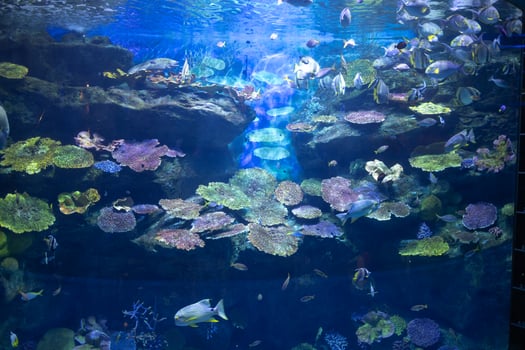 coral reef and fishes in the blue under water ocean fish tank aquarium photo