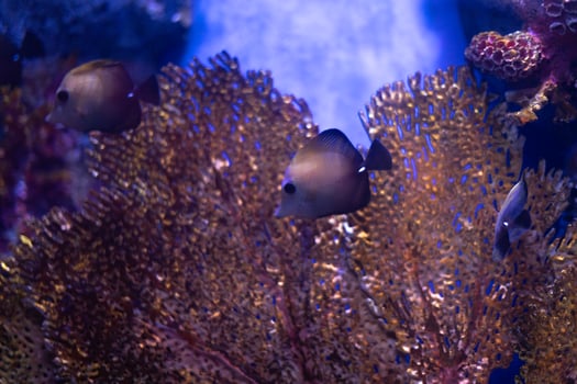 in coral reef and fishes in the blue under water ocean fish tank aquarium photo