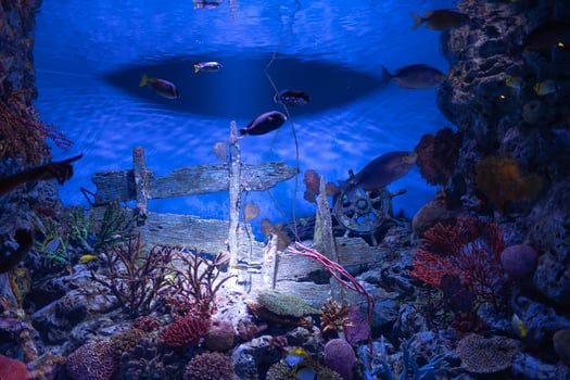 coral reef and fishes in the blue mock up under water ocean fish tank aquarium photo
