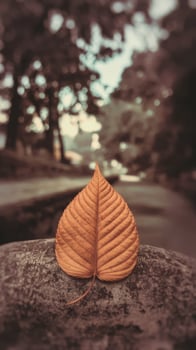 A single leaf on a rock in front of a river photo