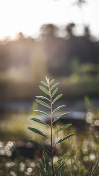 A plant in the foreground with the sun in the background photo