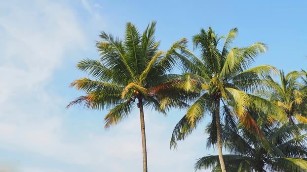 three coconut trees are standing in front of a blue sky photo