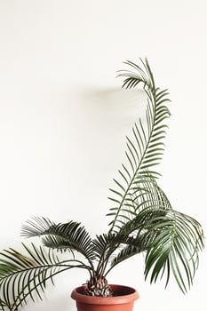 potted plant Cycas against white wall. Scandinavian interior fragment photo