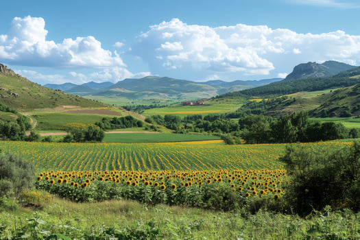 Sunflowers field growing in a valley with mountains and cloudy sky photo