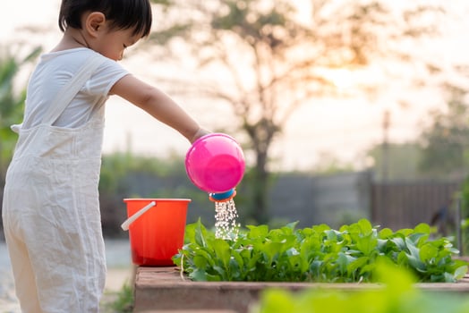Organic farming at home, organic vegetable farm. Children watering organic vegetables . Non toxic vegetable grow naturally. greenhouse garden, Ecological Biological, Healthy, Vegetarian. photo