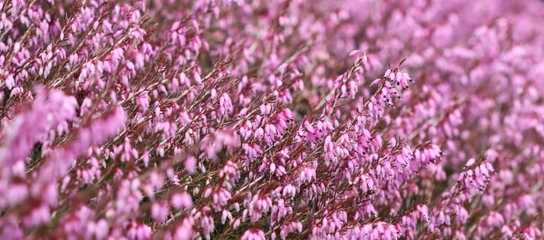 Pink Erica carnea flowers in the garden in early spring photo