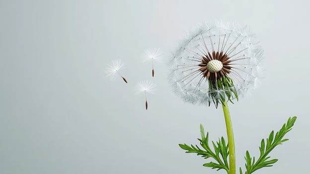 Dandelion seeds gently floating away on wind delicate white flower head nature s ephemeral beauty botanical image photo
