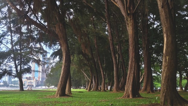 A scenic urban park with tall trees and green grass, featuring a modern city skyline in the background photo