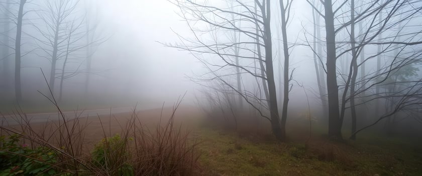 A foggy road in the woods with trees and grass photo