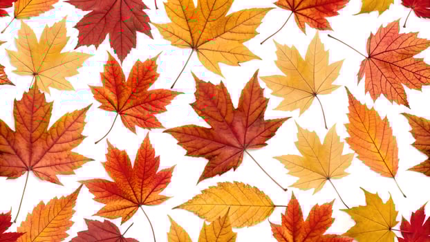 Autumn Leaves Vibrant Colors Flat Lay Design for Seasonal Decorations and Creative Projects photo