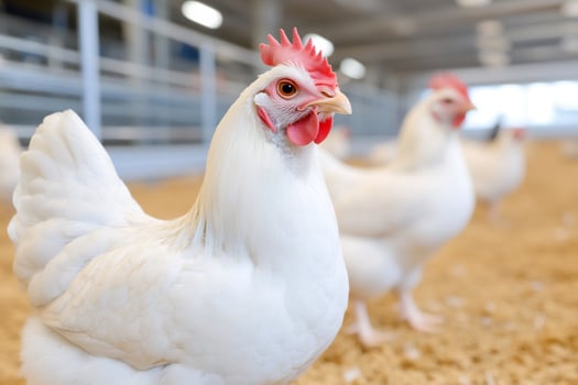 White chickens in modern poultry farm photo