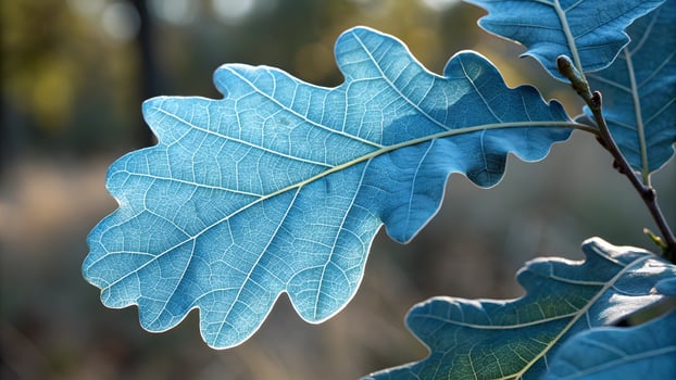 Blue Oak Leaf Detailed Nature Photography for Designers and Nature Enthusiasts photo