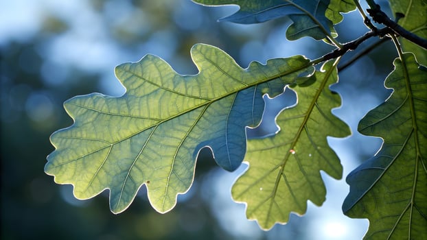 Oak Leaves Backlit by Sunlight in Forest for Nature Lovers and Photography Enthusiasts photo