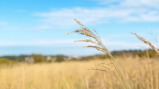 A close-up of golden grass swaying in a sunlit field under a blue sky. photo