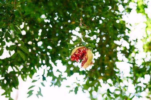 Burst pomegranate hangs on a green tree branch in the garden photo