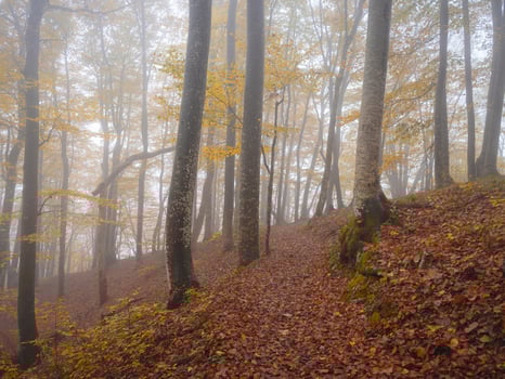 Plitvice Lakes in Croatia during autumn, fog in forest photo