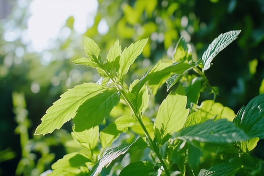 A close up of a plant with green leaves photo