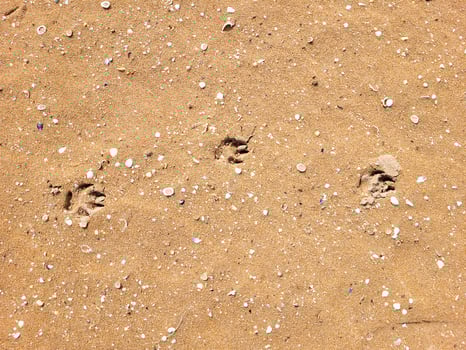 Footprints of a small dog in the sand on a clear sunny day. photo