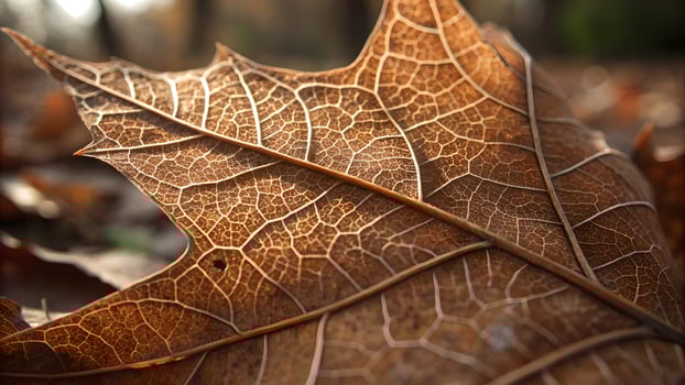 Dried leaf intricate veins nature background for designers and photographers exploring autumn textures and patterns in high-resolution images photo
