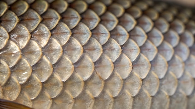 Fish scales detailed close-up nature photography for designers and artists exploring texture and pattern in wildlife imagery photo