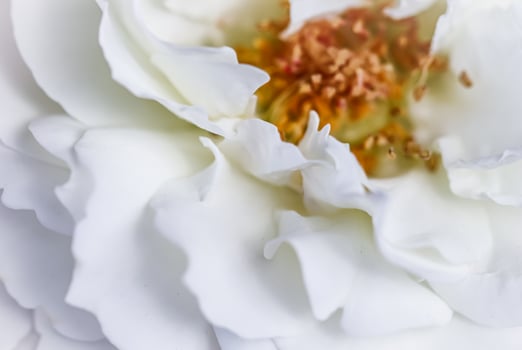 Abstract floral background, white rose flower petals. Macro flowers backdrop for holiday design. Soft focus photo