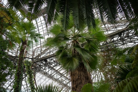 Indoor orangery garden with warm tropical climate, temperature, sunlight for growing palm trees photo