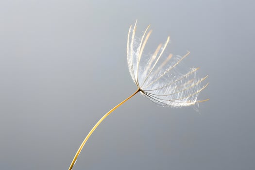 Seed Head Delicate Structure Displays Nature's Ephemeral Beauty with Intricate Details, Showing Botanical Wonders and Peaceful Serenity. photo