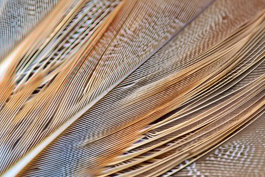 Exploring the Intricate Structure and Beauty of Bird Feathers A Close-Up Look at Avian Plumage, Revealing the Natural Design and Color Variations in Detail with Breathtaking Clarity. photo
