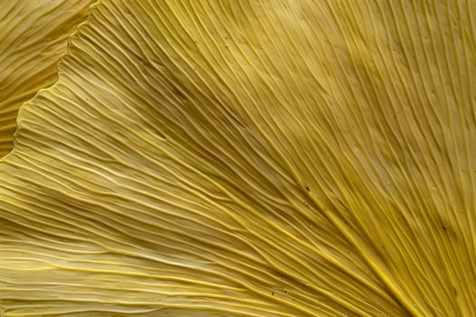 Ginkgo Biloba Leaf Texture Close-Up View of Golden Hues, Detailed Veins, and Natural Patterns, Showing the Intricate Fan-Shaped Structure with Striking Visual Appeal. photo