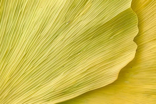Exploring the Intricate Veins A Close-Up Look at the Parallel Venation of a Striking Yellow Leaf, Revealing Nature's Artistic Detail in Botanical Beauty with Detailed Texture. photo