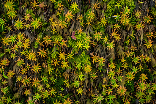 Vibrant Green and Gold Star-Shaped Plants Thrive in Lush Mossy Ground Cover A Close-Up View of Unique Flora in Nature's Tapestry, Showcasing Intricate Details and Diverse Textures of Botanical Life photo