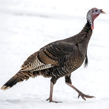 majestic turkey with vibrant plumage, walking across snow covered ground, creating a striking contrast against a clean white background photo