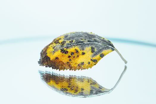 yellow dry autumn leaf photo