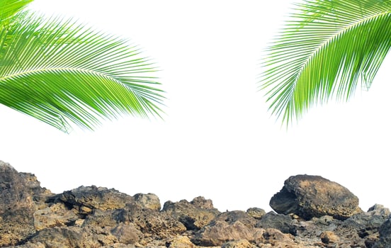 Tropical Palm Leaves and Rocky Terrain Against a Clear White Background for Nature and Travel Themes photo